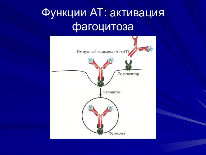 Функции АТ: активация фагоцитоза