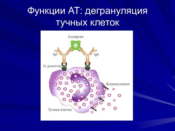 Функции АТ: дегрануляция тучных клеток