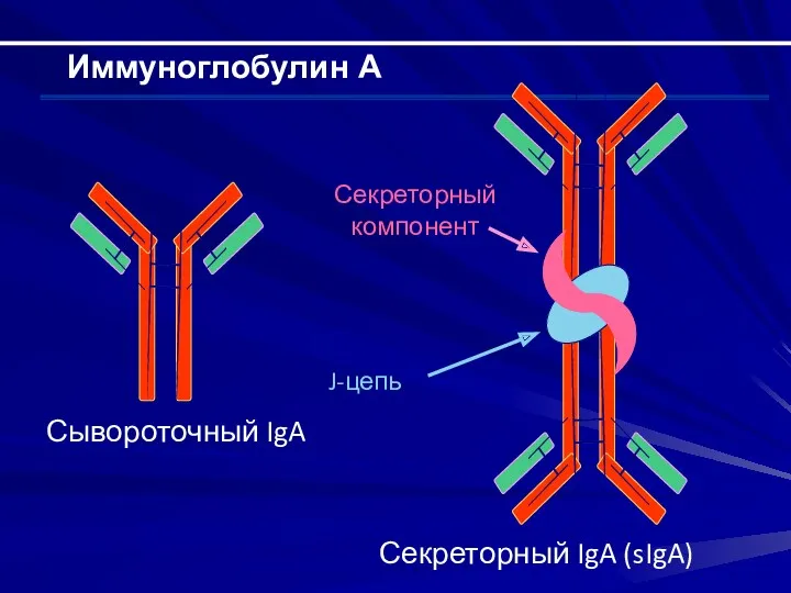 Иммуноглобулин А Секреторный IgA (sIgA) Секреторный компонент J-цепь Сывороточный IgA