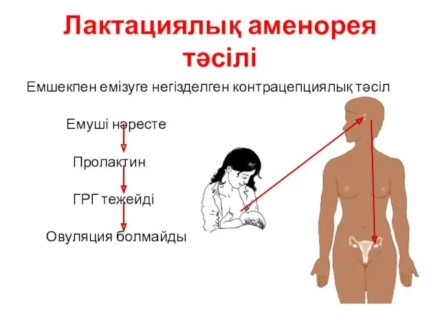 Лактациялық аменорея тәсілі Емшекпен емізуге негізделген контрацепциялық тәсіл Емуші нәресте Пролактин ГРГ тежейді Овуляция болмайды