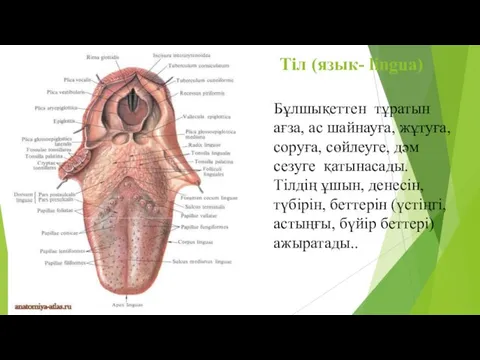 Тіл (язык- lingua) Бұлшықеттен тұратын ағза, ас шайнауға, жұтуға, соруға,