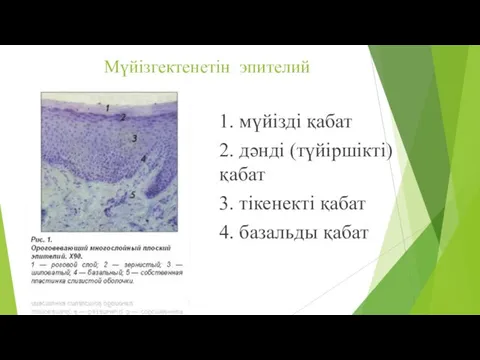 Мүйізгектенетін эпителий 1. мүйізді қабат 2. дәнді (түйіршікті) қабат 3. тікенекті қабат 4. базальды қабат