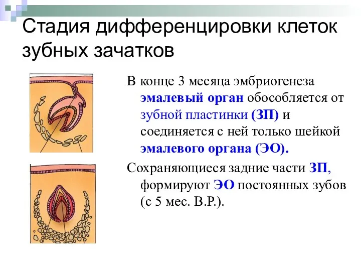 Стадия дифференцировки клеток зубных зачатков В конце 3 месяца эмбриогенеза