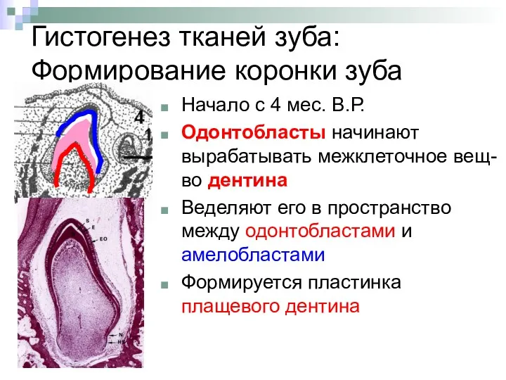 Гистогенез тканей зуба: Формирование коронки зуба Начало с 4 мес. В.Р. Одонтобласты начинают