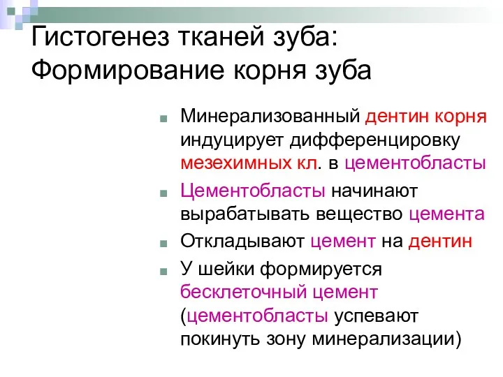 Гистогенез тканей зуба: Формирование корня зуба Минерализованный дентин корня индуцирует дифференцировку мезехимных кл.