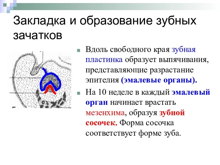 Закладка и образование зубных зачатков Вдоль свободного края зубная пластинка