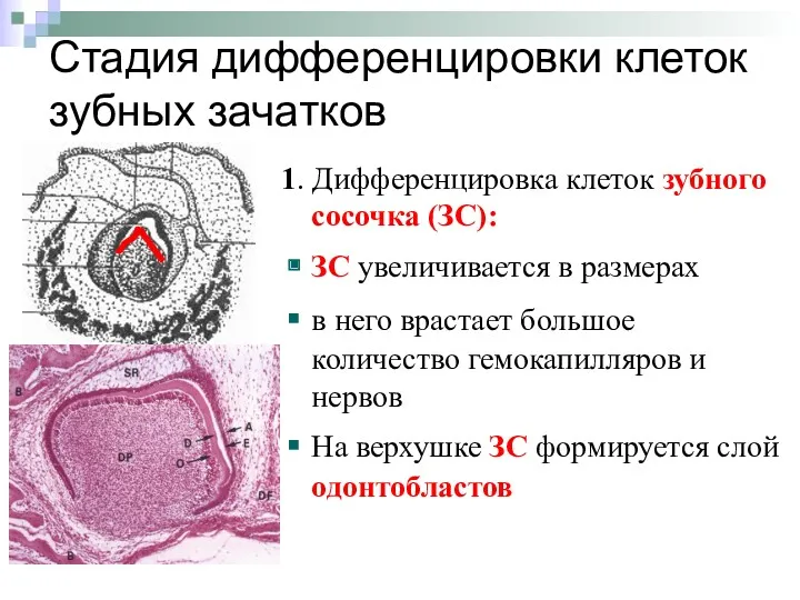 Стадия дифференцировки клеток зубных зачатков 1. Дифференцировка клеток зубного сосочка