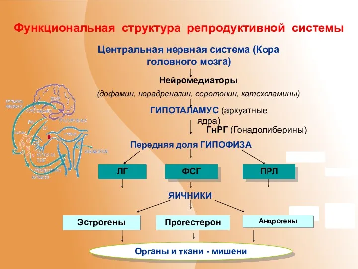 Функциональная структура репродуктивной системы Центральная нервная система (Кора головного мозга) Нейромедиаторы (дофамин, норадреналин,