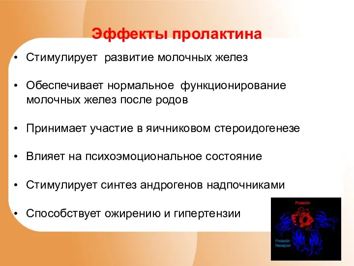 Стимулирует развитие молочных желез Обеспечивает нормальное функционирование молочных желез после