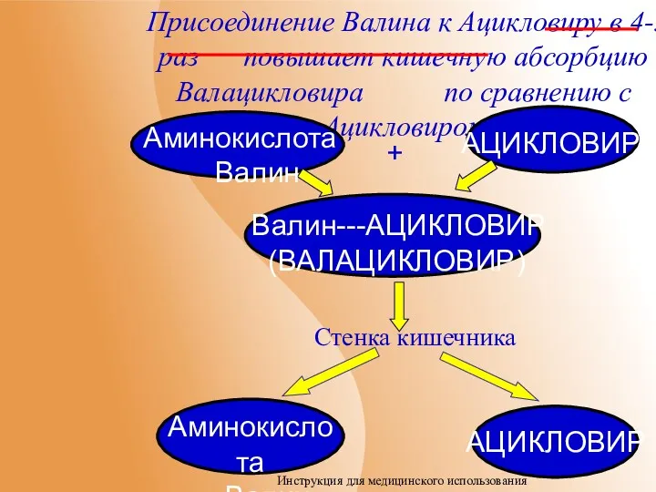 Присоединение Валина к Ацикловиру в 4-5 раз повышает кишечную абсорбцию