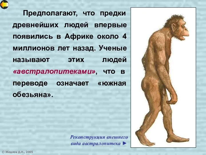 © Жадаев Д.Н., 2005 Предполагают, что предки древнейших людей впервые