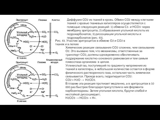 Диффузия СО2 из тканей в кровь. Обмен СО2 между клетками