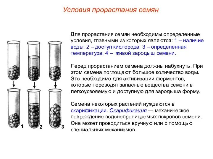 Для прорастания семян необходимы определенные условия, главными из которых являются: