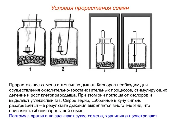 Прорастающие семена интенсивно дышат. Кислород необходим для осуществления окислительно-восстановительных процессов,