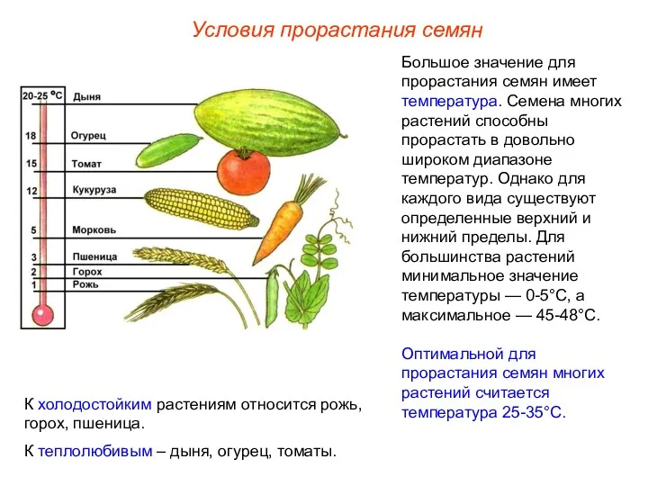 Большое значение для прорастания семян имеет температура. Семена многих растений