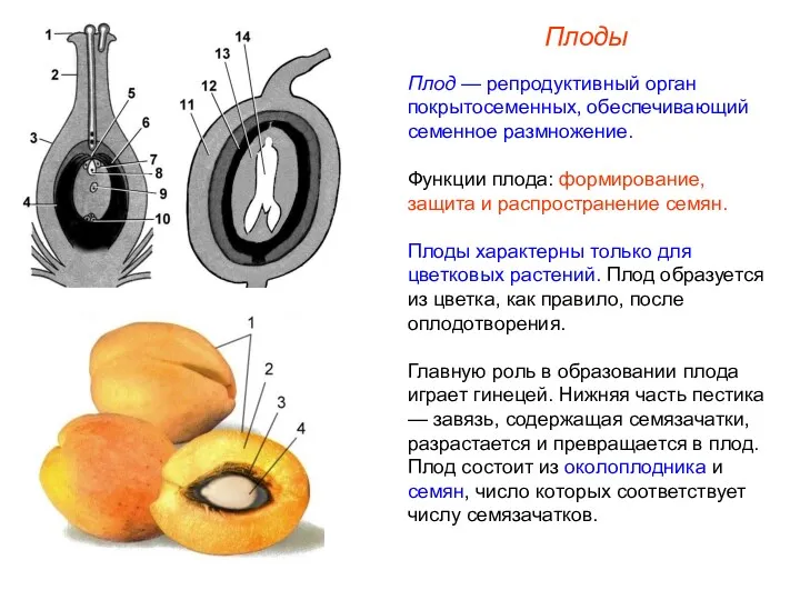 Плод — репродуктивный орган покрытосеменных, обеспечивающий семенное размножение. Функции плода: