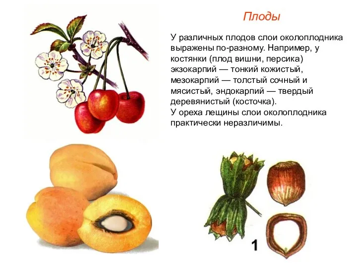 У различных плодов слои околоплодника выражены по-разному. Например, у костянки