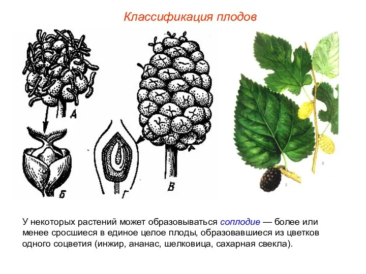 У некоторых растений может образовываться соплодие — более или менее