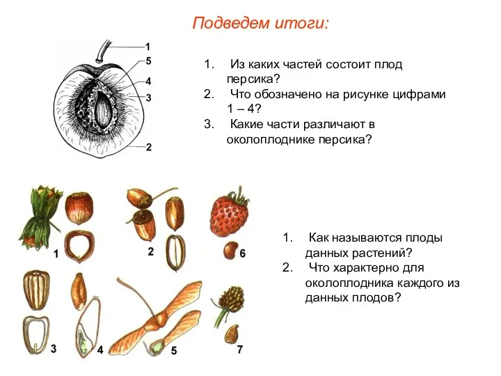 Из каких частей состоит плод персика? Что обозначено на рисунке