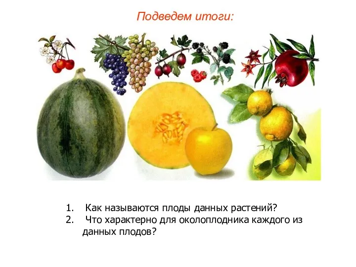 Как называются плоды данных растений? Что характерно для околоплодника каждого из данных плодов? Подведем итоги: