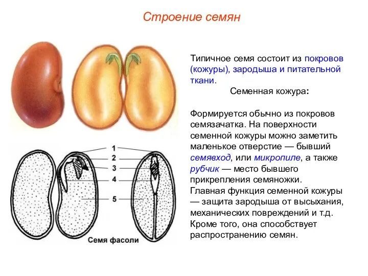 Типичное семя состоит из покровов (кожуры), зародыша и питательной ткани.