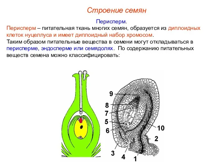 Перисперм. Перисперм – питательная ткань многих семян, образуется из диплоидных