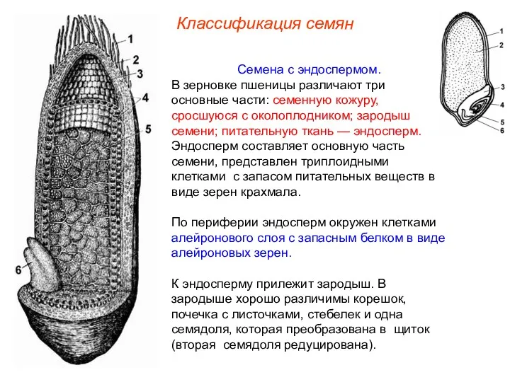 Семена с эндоспермом. В зерновке пшеницы различают три основные части: