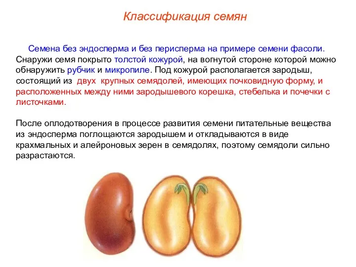 Семена без эндосперма и без перисперма на примере семени фасоли.