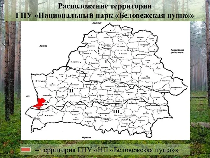 – территория ГПУ «НП «Беловежская пуща»» Расположение территории ГПУ «Национальный парк «Беловежская пуща»»