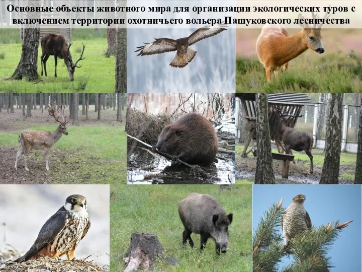 Основные объекты животного мира для организации экологических туров с включением территории охотничьего вольера Пашуковского лесничества