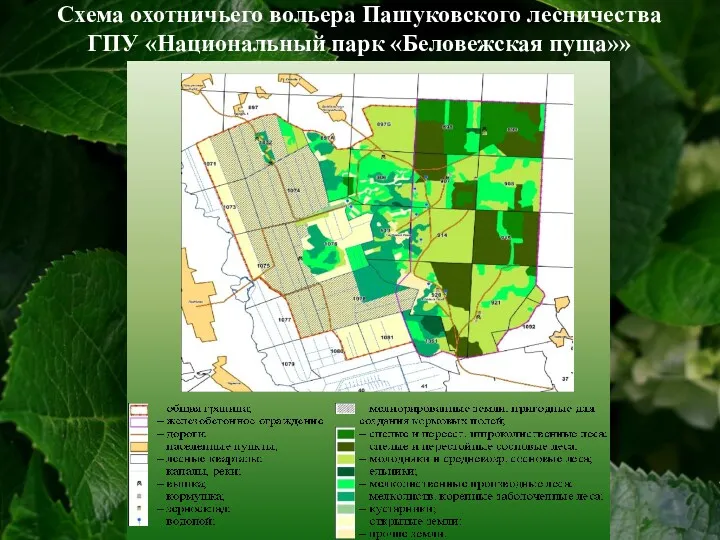 Схема охотничьего вольера Пашуковского лесничества ГПУ «Национальный парк «Беловежская пуща»»