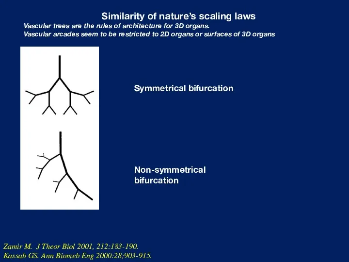 Similarity of nature’s scaling laws Vascular trees are the rules