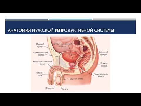 АНАТОМИЯ МУЖСКОЙ РЕПРОДУКТИВНОЙ СИСТЕМЫ