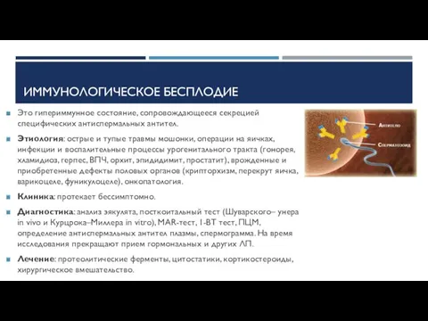 ИММУНОЛОГИЧЕСКОЕ БЕСПЛОДИЕ Это гипериммунное состояние, сопровождающееся секрецией специфических антиспермальных антител.