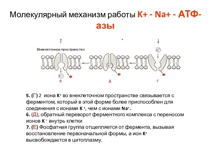 Молекулярный механизм работы K+ - Na+ - АТФ-азы 5. (Г) 2 иона K⁺