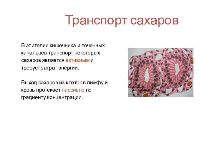 Транспорт сахаров В эпителии кишечника и почечных канальцев транспорт некоторых