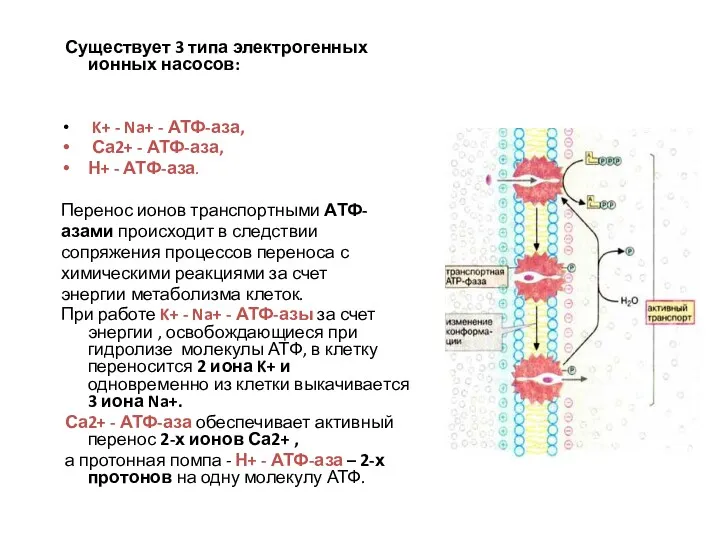 Существует 3 типа электрогенных ионных насосов: K+ - Na+ - АТФ-аза, Са2+ -