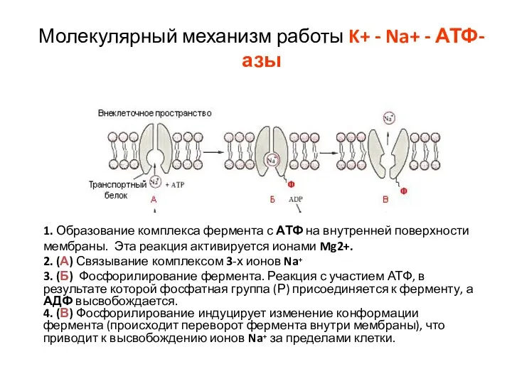 Молекулярный механизм работы K+ - Na+ - АТФ-азы 1. Образование комплекса фермента с