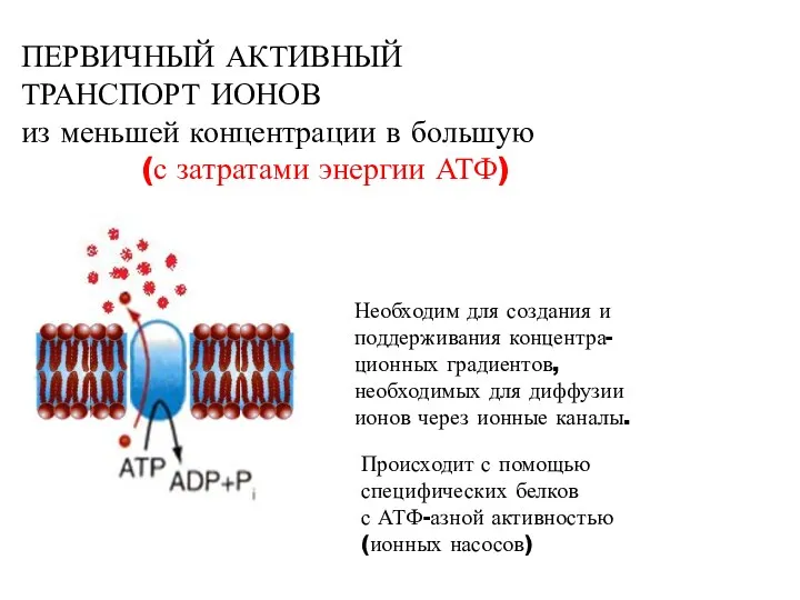 ПЕРВИЧНЫЙ АКТИВНЫЙ ТРАНСПОРТ ИОНОВ из меньшей концентрации в большую (с