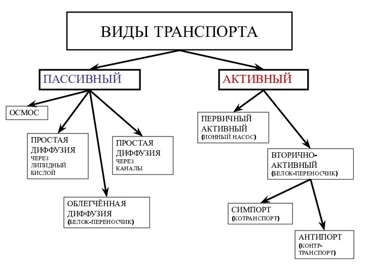 ВИДЫ ТРАНСПОРТА ПАССИВНЫЙ АКТИВНЫЙ ПРОСТАЯ ДИФФУЗИЯ ЧЕРЕЗ ЛИПИДНЫЙ БИСЛОЙ ПРОСТАЯ