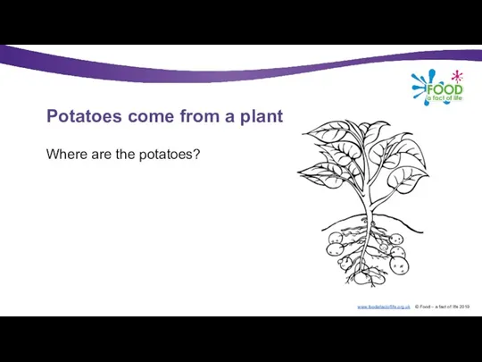 Potatoes come from a plant Where are the potatoes?
