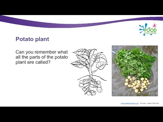 Potato plant Can you remember what all the parts of the potato plant are called?