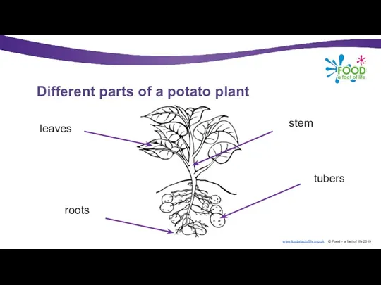 Different parts of a potato plant leaves stem tubers roots