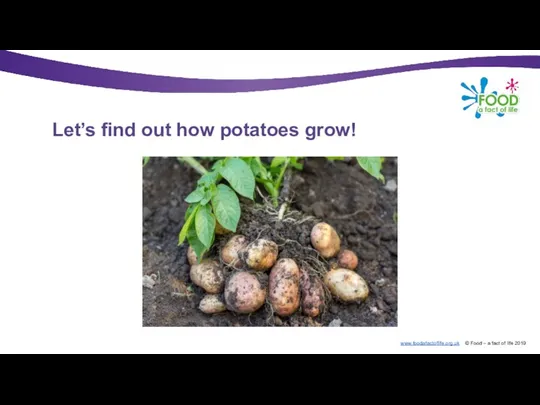 Let’s find out how potatoes grow!