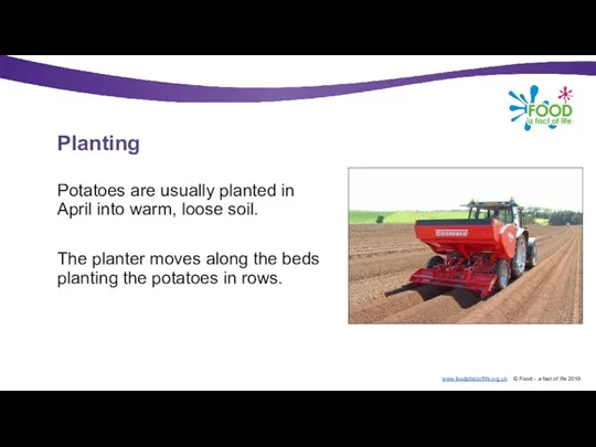 Planting Potatoes are usually planted in April into warm, loose