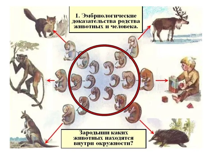 б) эмбриология: сходство зародышей на ранних стадиях развития