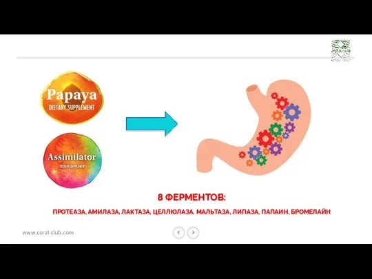 8 ФЕРМЕНТОВ: ПРОТЕАЗА, АМИЛАЗА, ЛАКТАЗА, ЦЕЛЛЮЛАЗА, МАЛЬТАЗА, ЛИПАЗА, ПАПАИН, БРОМЕЛАЙН