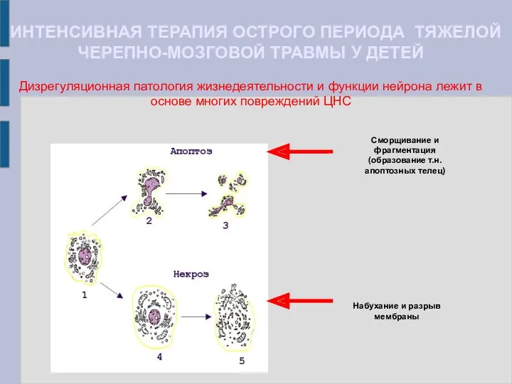 ИНТЕНСИВНАЯ ТЕРАПИЯ ОСТРОГО ПЕРИОДА ТЯЖЕЛОЙ ЧЕРЕПНО-МОЗГОВОЙ ТРАВМЫ У ДЕТЕЙ Дизрегуляционная