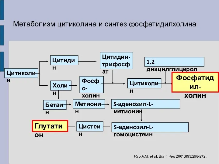 Метаболизм цитиколина и синтез фосфатидилхолина Цитиколин Цитидин Холин Фосфо- холин