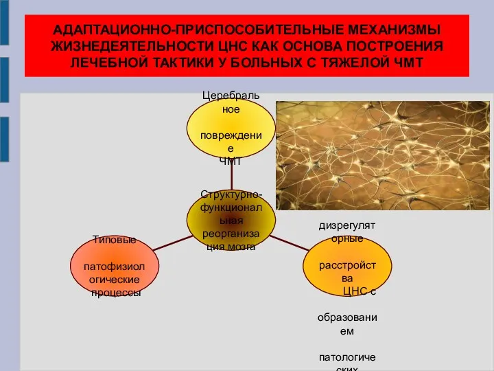 АДАПТАЦИОННО-ПРИСПОСОБИТЕЛЬНЫЕ МЕХАНИЗМЫ ЖИЗНЕДЕЯТЕЛЬНОСТИ ЦНС КАК ОСНОВА ПОСТРОЕНИЯ ЛЕЧЕБНОЙ ТАКТИКИ У БОЛЬНЫХ С ТЯЖЕЛОЙ ЧМТ